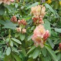 Rhododendron ponticum